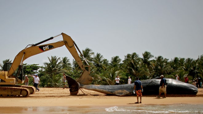 PR Sperm Whale 3.jpg